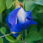 Aparajita flower: आयुर्वेदिक औषधि जो सेहत और खूबसूरती में लाए निखार!