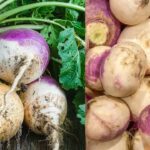 Benefits of eating turnip at night and its correct way of consumption